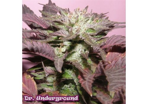 Dr. Underground Seeds Melon Gum
