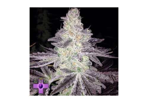 Gage Green Seeds Mendo Breath F2