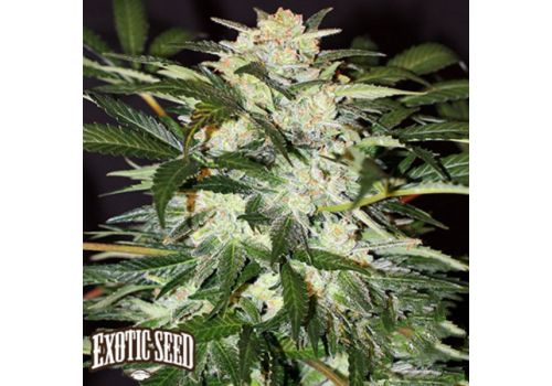 Exotic Seed Monster Mash AUTO