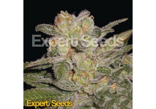 Expert Seeds Northern Light AUTO