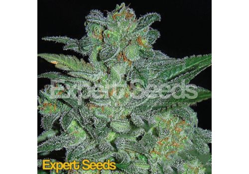 Expert Seeds Northern Lights