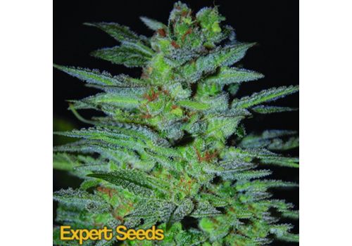 Expert Seeds OG Kush