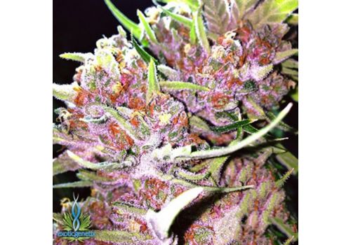 Exotic Genetix Seeds Pink