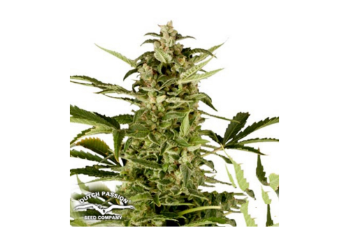 Dutch Passion Seeds AUTO PolarLight #3