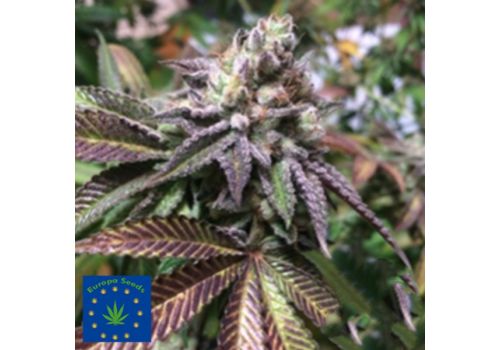 Europa Seeds Purple Diesel Daze