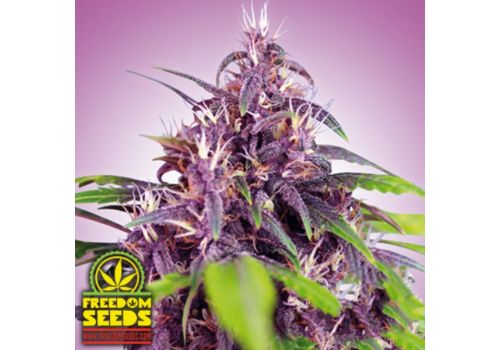 Freedom Seeds Purple Express AUTO