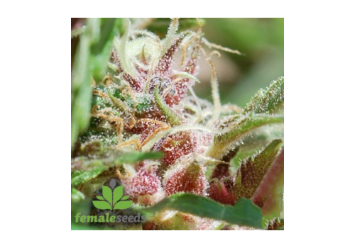 Female Seeds Red Purps