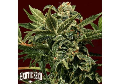 Exotic Seed Russian Automatic