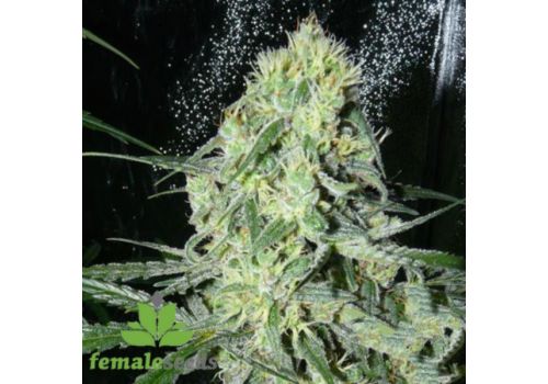 Female Seeds SexBud