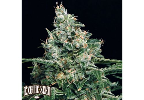 Exotic Seed Sir Jack