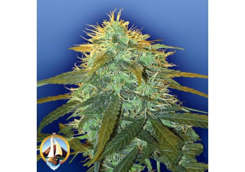 Flying Dutchmen Seeds Skunk #1