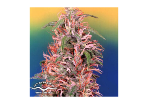 Dutch Passion Seeds Skunk Passion