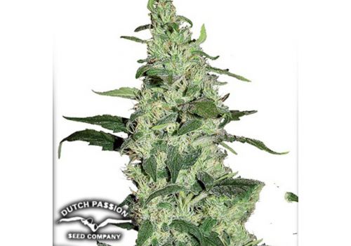 Dutch Passion Seeds Skywalker