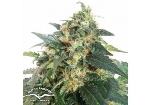 Dutch Passion Seeds AUTO SnowStorm #2