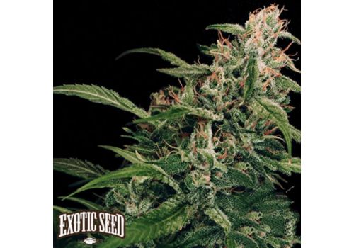 Exotic Seed Spicy Bitch