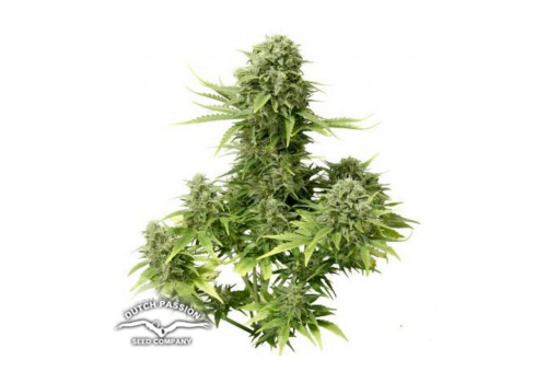 Dutch Passion Seeds AUTO StarRyder