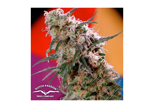Dutch Passion Seeds Super Haze