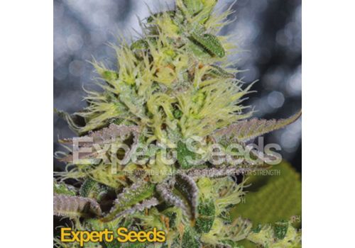 Expert Seeds Sweet Zombie