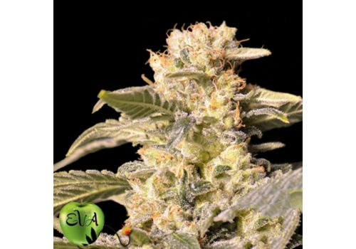EVA Seeds TNT Kush CBD