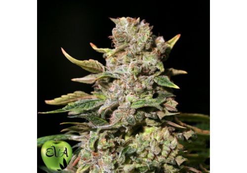 EVA Seeds TNT Kush