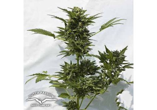 Dutch Passion Seeds AUTO Taiga