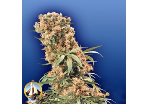 Flying Dutchmen Seeds The Pure