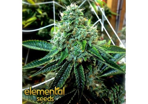 Elemental Seeds The True OG