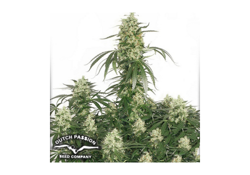 Dutch Passion Seeds The Ultimate