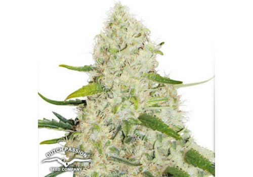 Dutch Passion Seeds AUTO Think Big
