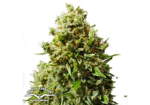 Dutch Passion Seeds AUTO Think Different
