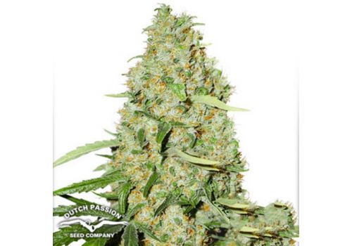 Dutch Passion Seeds Think Fast