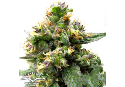 Dutch Passion Seeds Trance