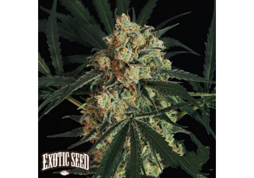 Exotic Seed Triple A AUTO