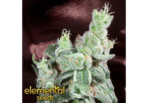 Elemental Seeds TrueBerry
