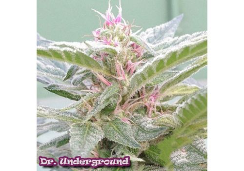 Dr. Underground Seeds U-Pink Kush