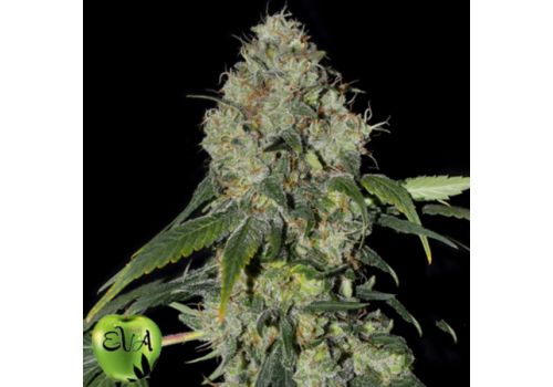 EVA Seeds White Dragon