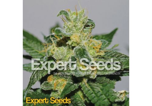 Expert Seeds White Gold