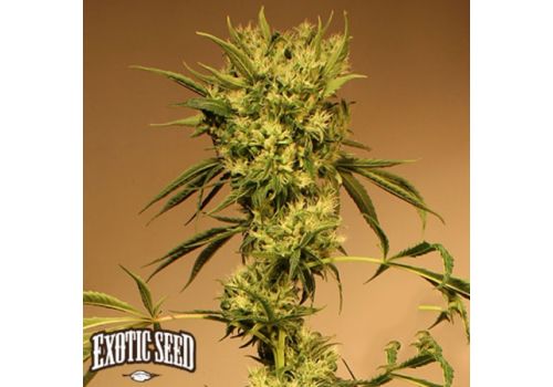 Exotic Seed White Jewel