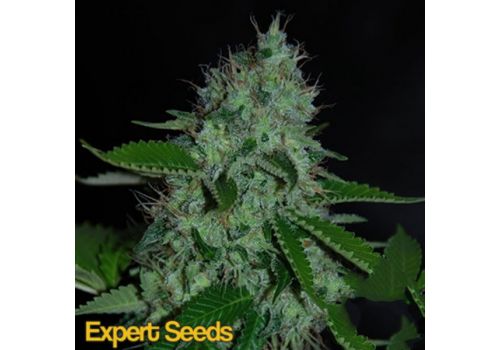 Expert Seeds White Widow