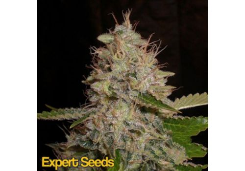 Expert Seeds White Widow x Critical