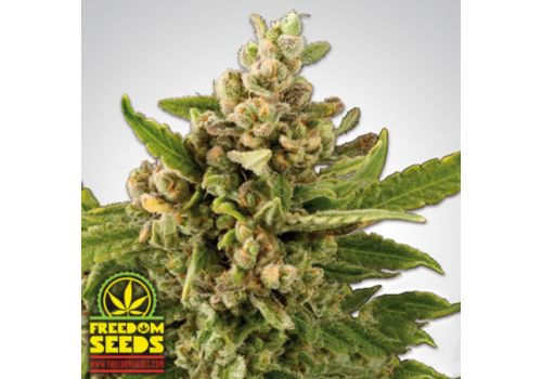 Freedom Seeds White Witch