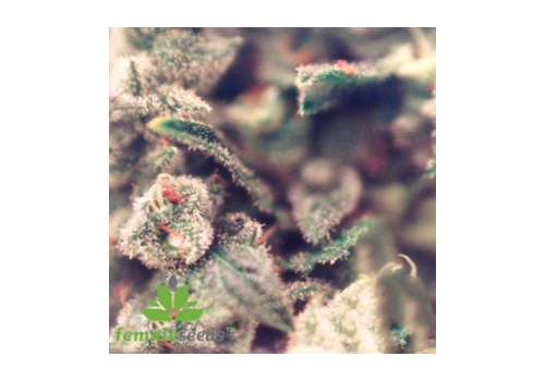 Female Seeds X-Line Sweet Soul