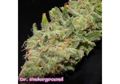 Dr. Underground Seeds Soul Star