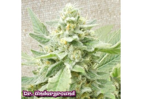 Dr. Underground Seeds Sweet-O