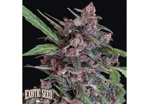 Exotic Seed Black Lemon AUTO