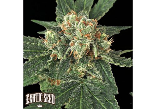 Exotic Seed Blue Monkey