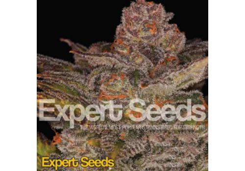 Expert Seeds Glueberry AUTO