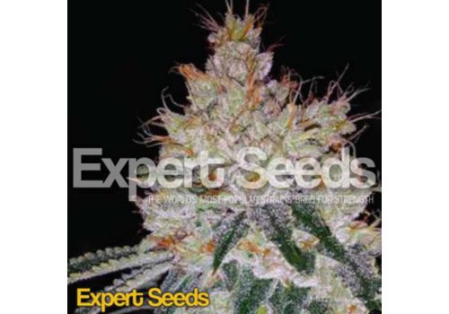 Expert Seeds OGesus AUTO