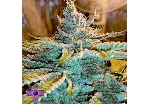 Gage Green Seeds 10