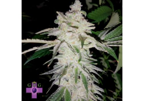 Gage Green Seeds Ambrosia